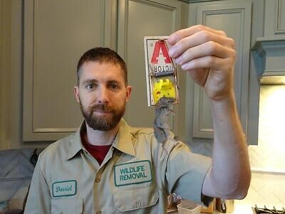 Lansing rodent trapping