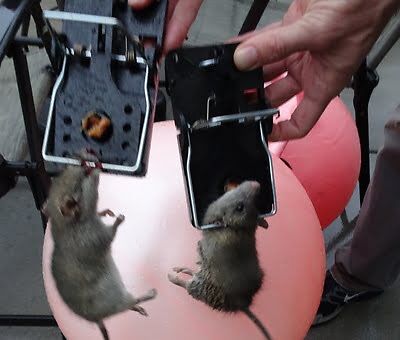 rodent trapping